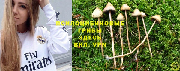 индика Осинники